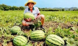 瓜瓜吃瓜故事 爆料网吃瓜黑料反差入口,揭秘爆料网背后的黑料与反差